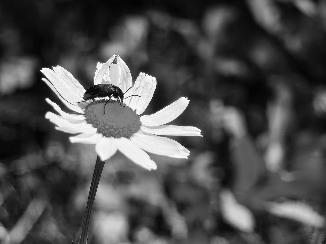 чб - Валерий Ткаченко