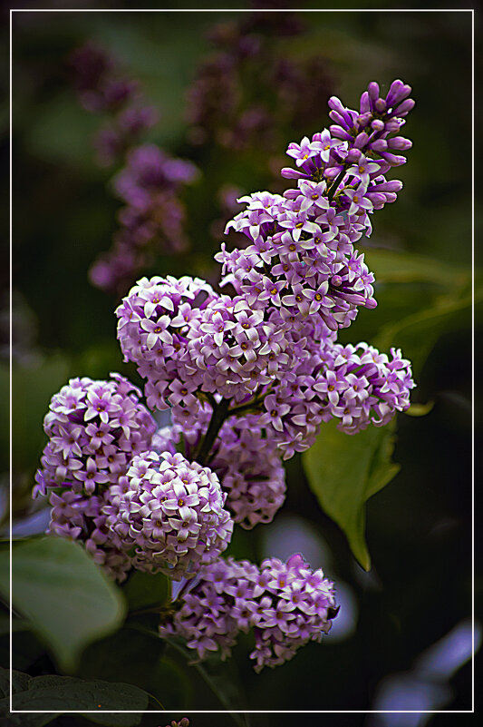 СИРЕНЬ - Владимир Кроливец