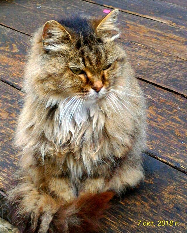 Кот - Натали 