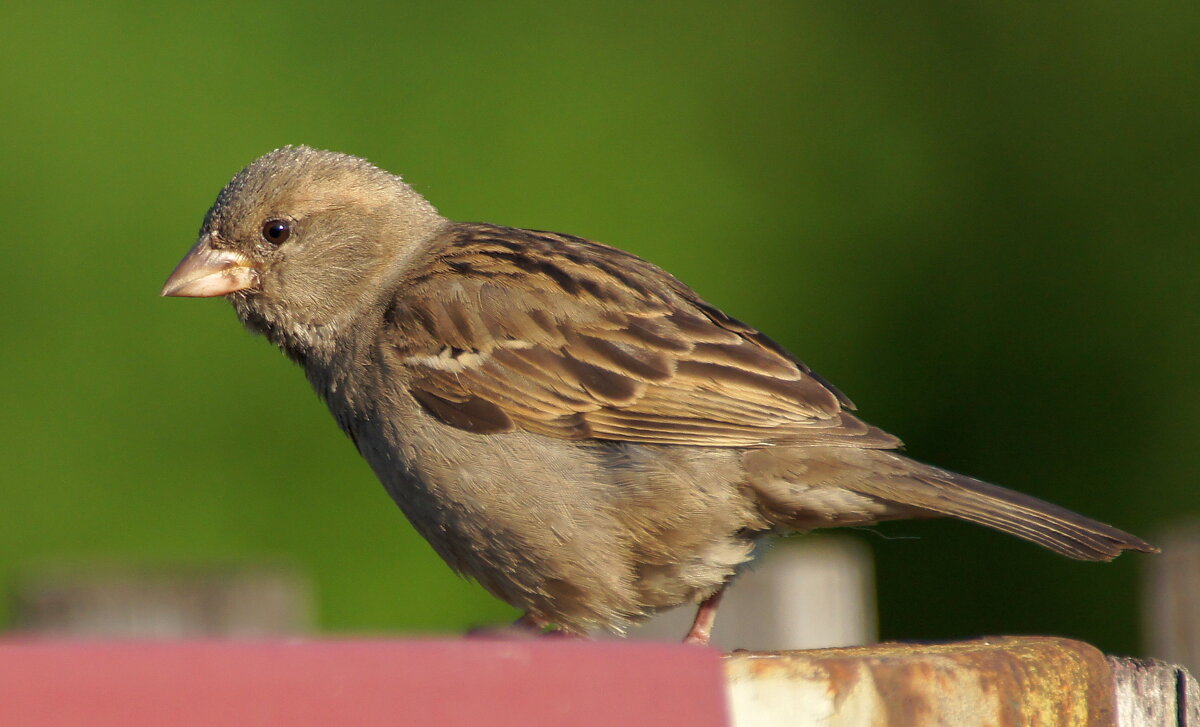 воробей - Андрей Катков