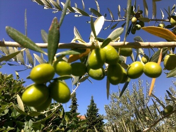 Ветка оливы - Натали 