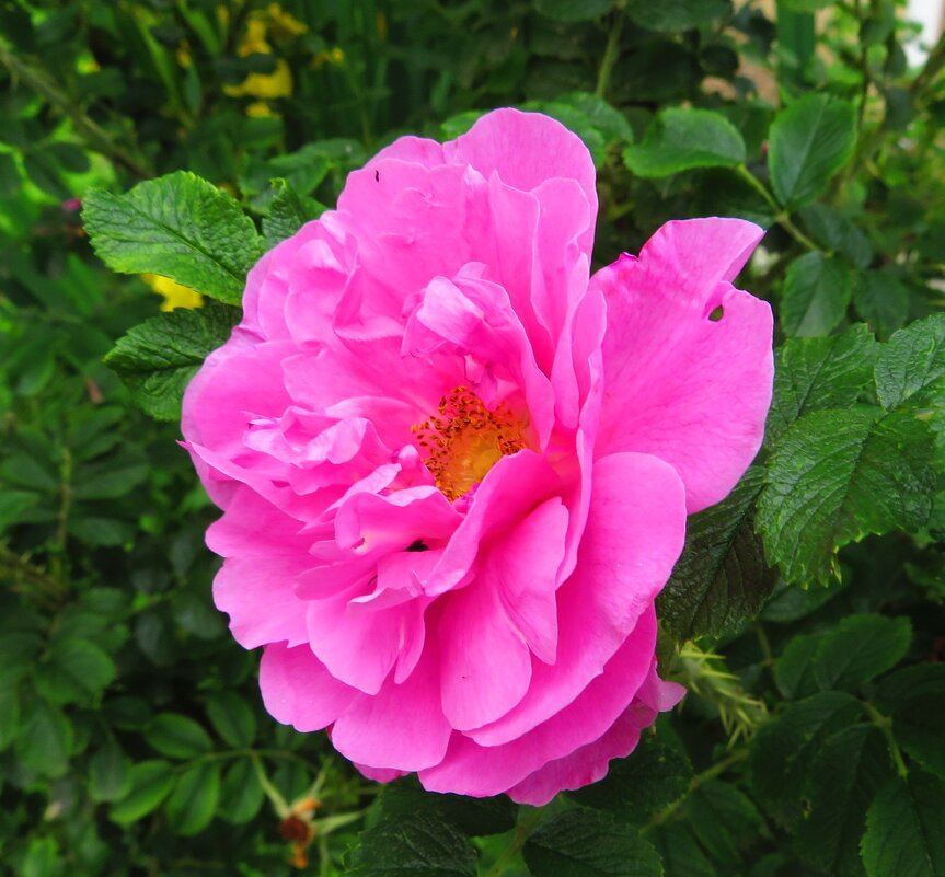 Розовая роза - Андрей Снегерёв