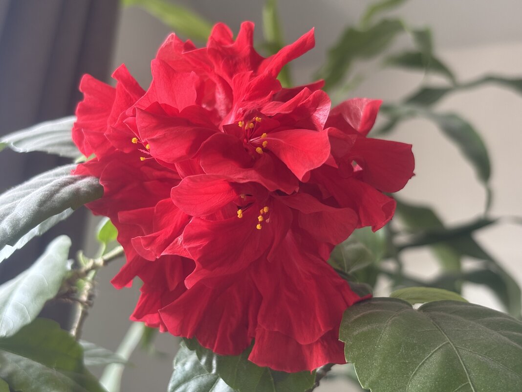 Гибискус - Наталия Павлова