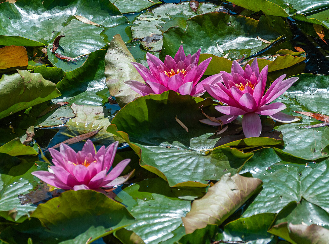 Королева прудов! - Варвара 
