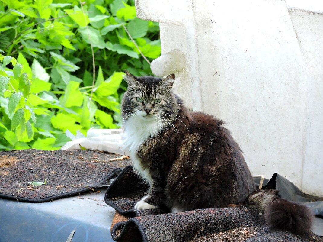 Доброжелательная кошечка - Мария Васильева