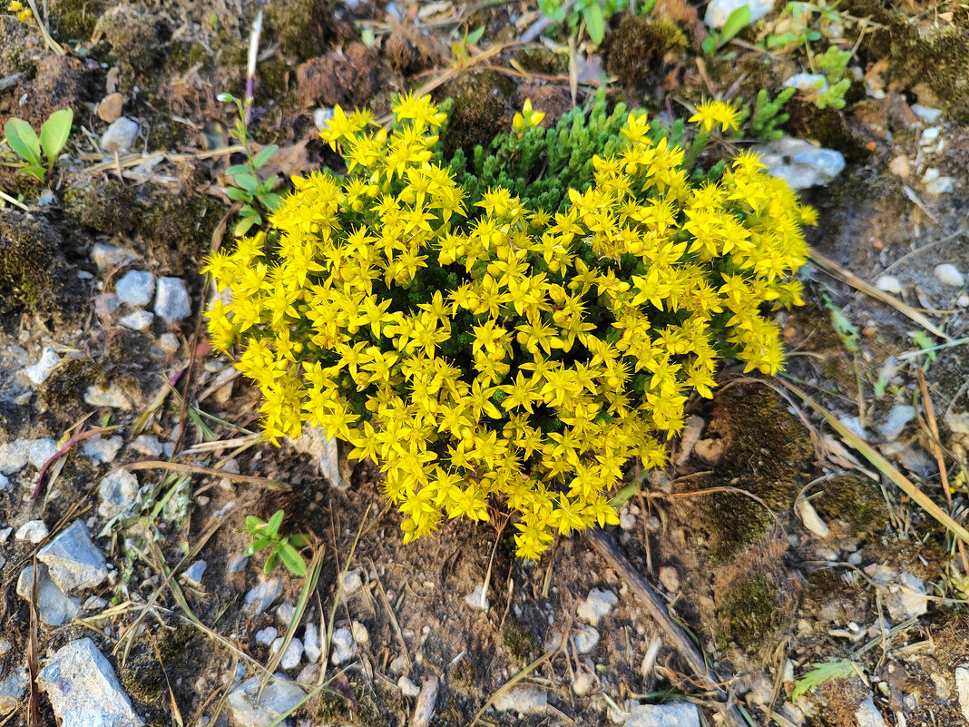 Очиток едкий ( Sedum аcre) - Денис Бочкарёв Очиток едкий ( Sedum аcre) - Денис Бочкарёв