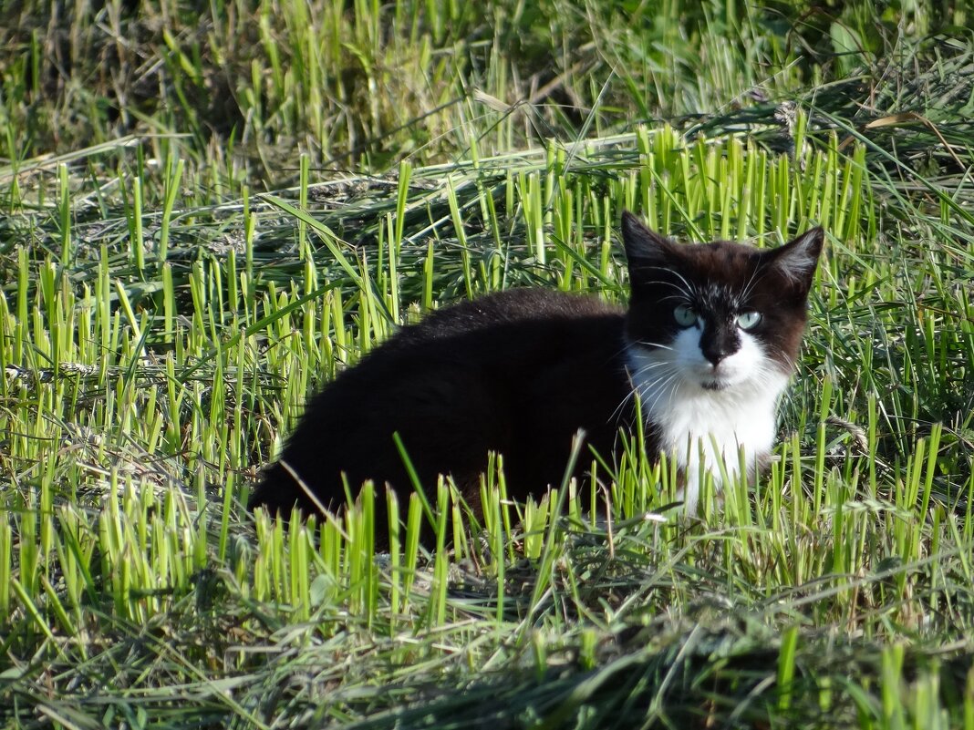 Кот - Антонина Гугаева