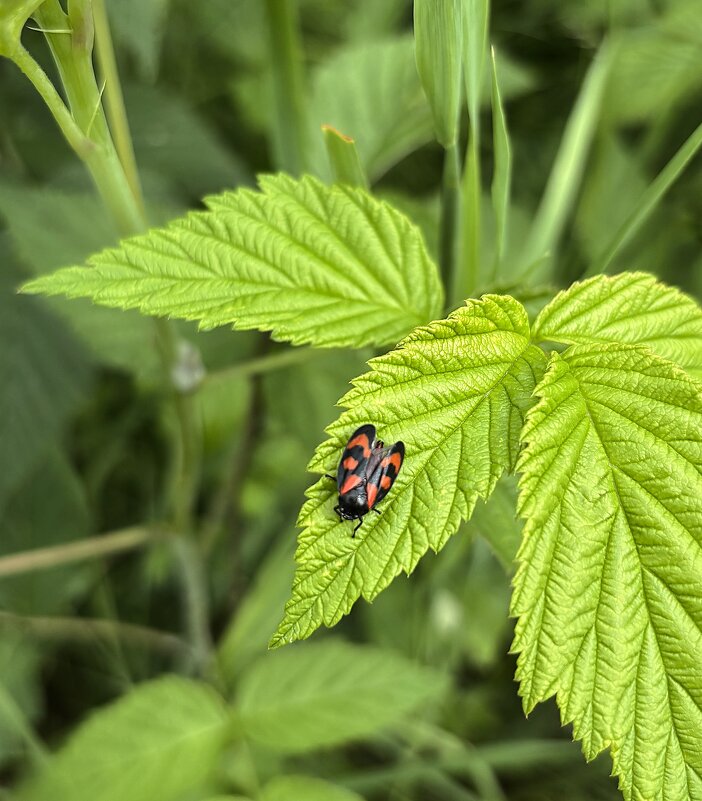 *** - Мария - Maria