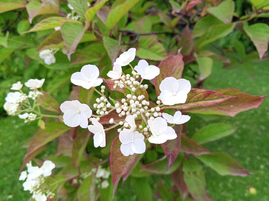 Гортензия - Сапсан 