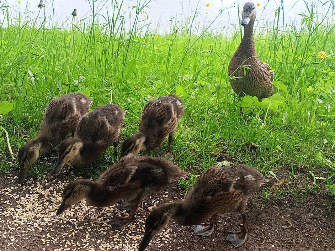 Утята - Сапсан 