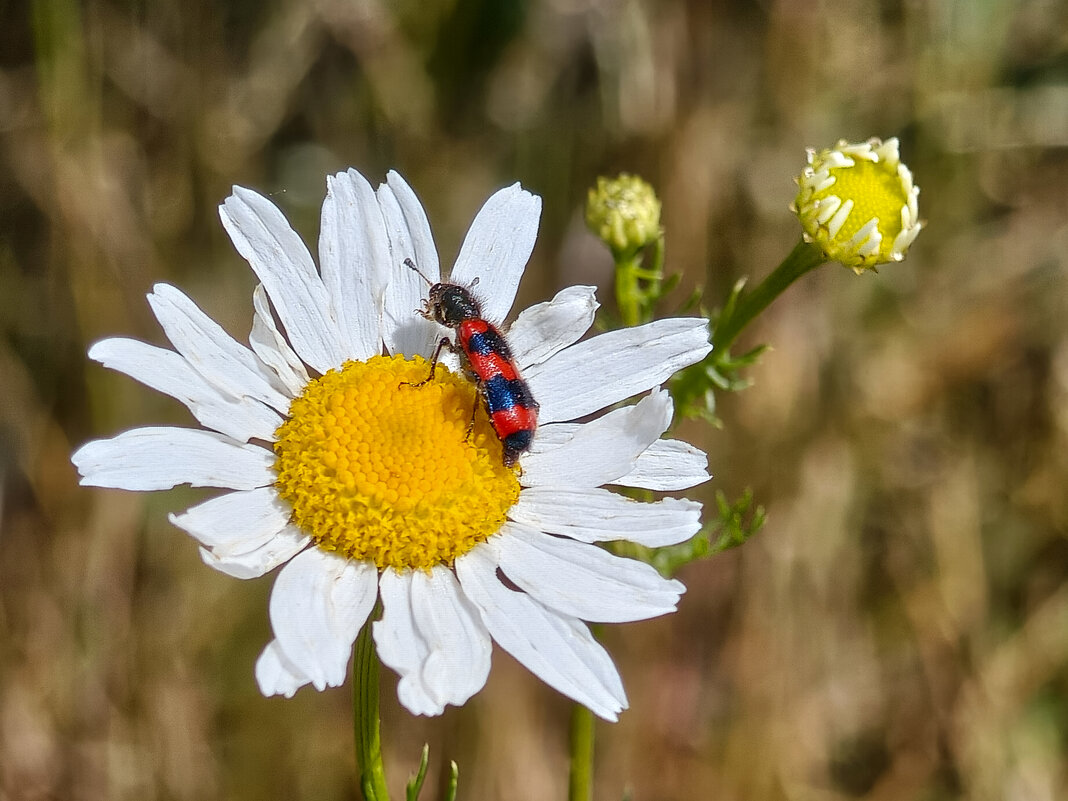 *** - Валерий Ткаченко
