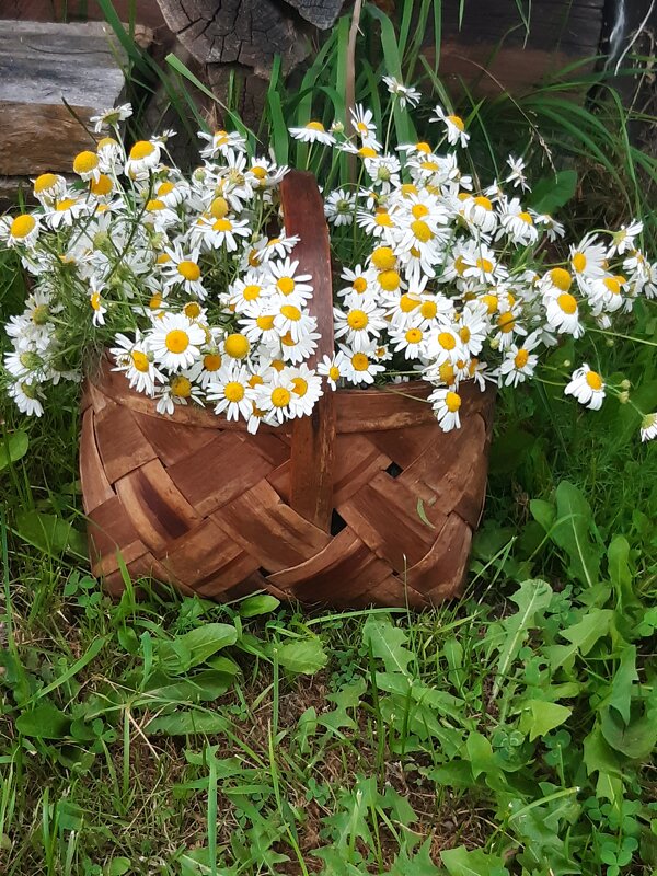 Корзинка с ромашками! - Нина Андронова Корзинка с ромашками! - Нина Андронова