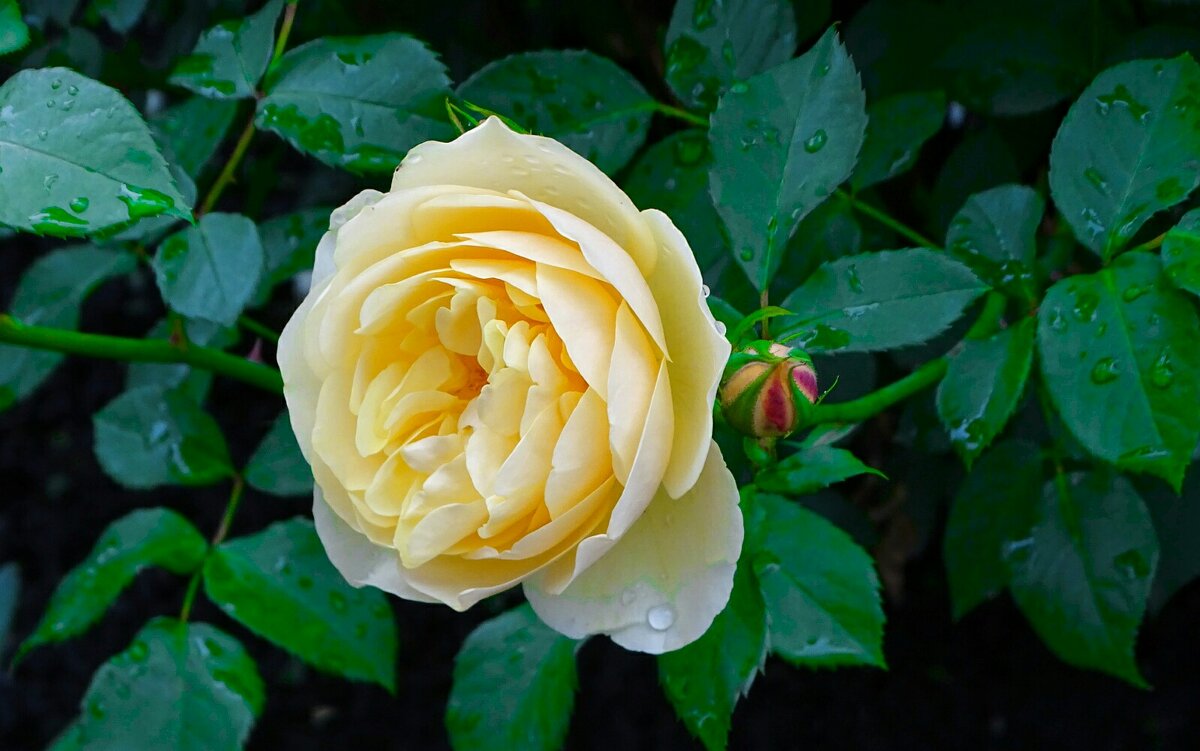 Городские цветы - Милешкин Владимир Алексеевич Городские цветы - Милешкин Владимир Алексеевич