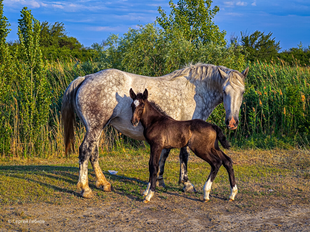 Лошадки. - Сергей Гибков