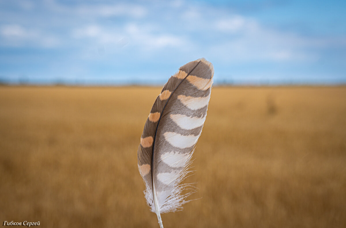 Сова потеряла. - Сергей Гибков