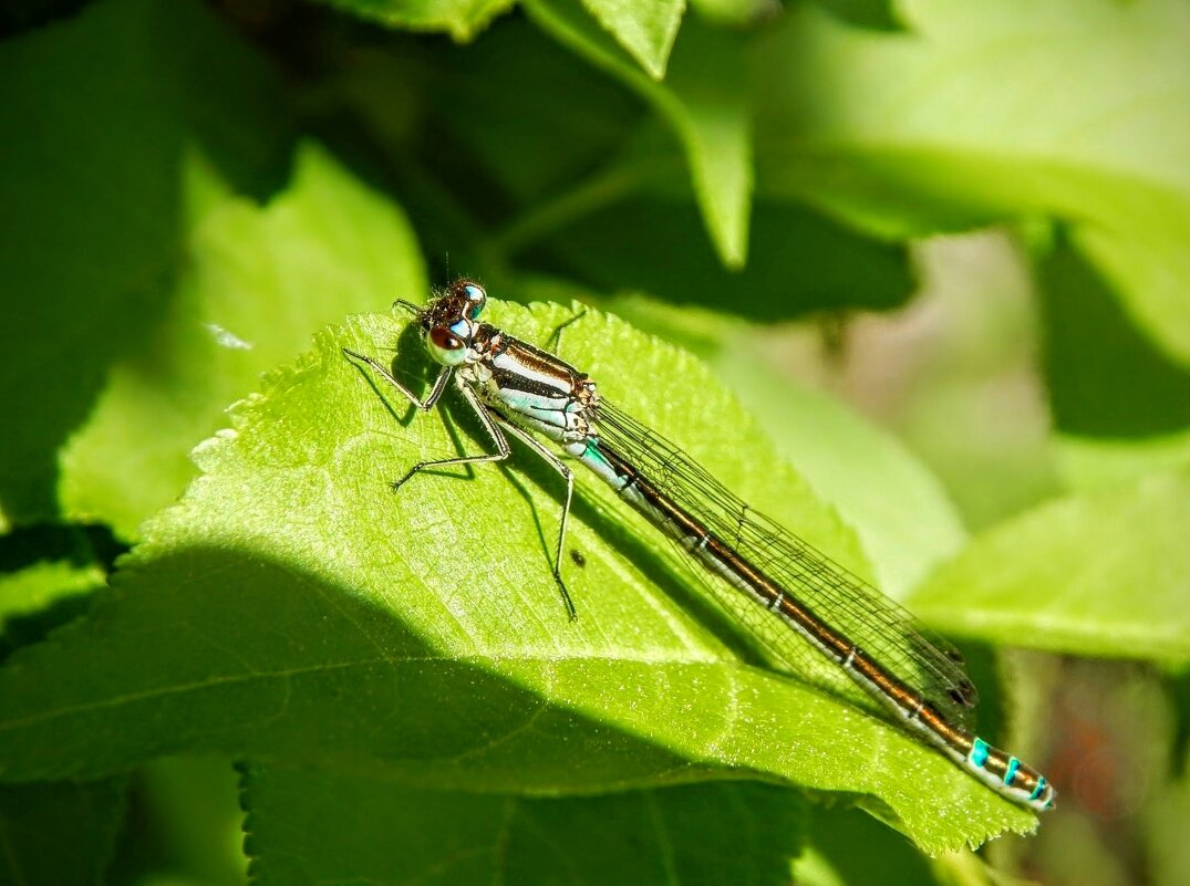 Солярий на листочке! - Елена Хайдукова  ( Elena Fly )