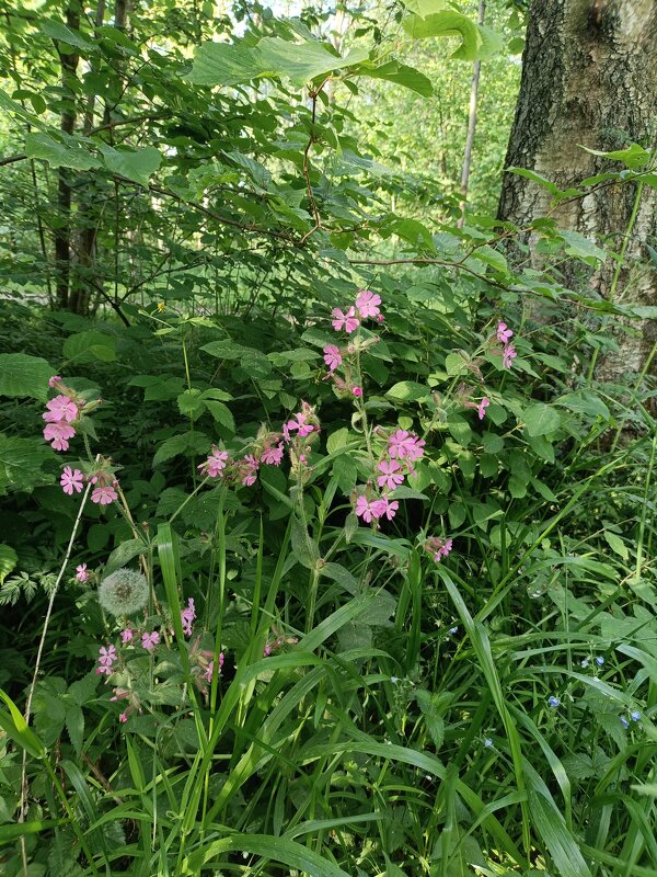 лесные травы - Галина R...