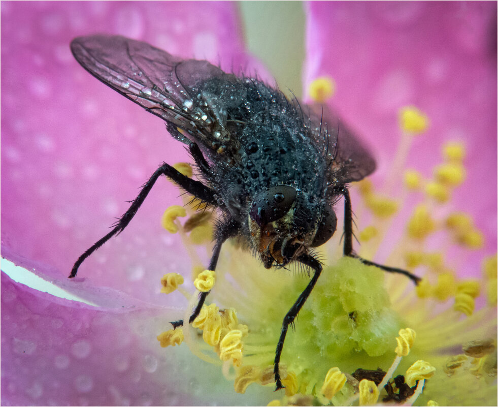 Мух - Алексей Мезенцев