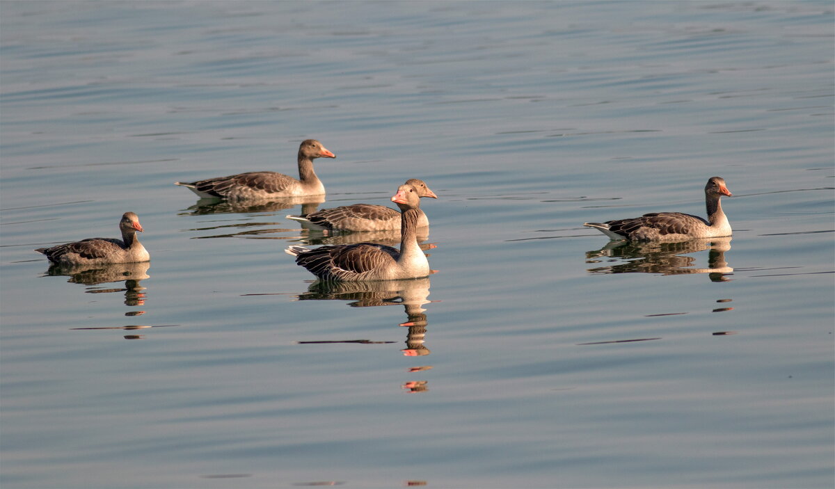 -- - vladimir -- - vladimir