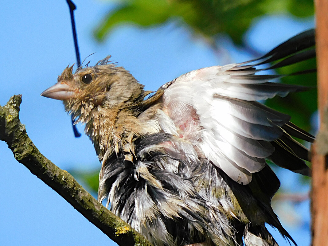 Чудо в перьях - Лина 