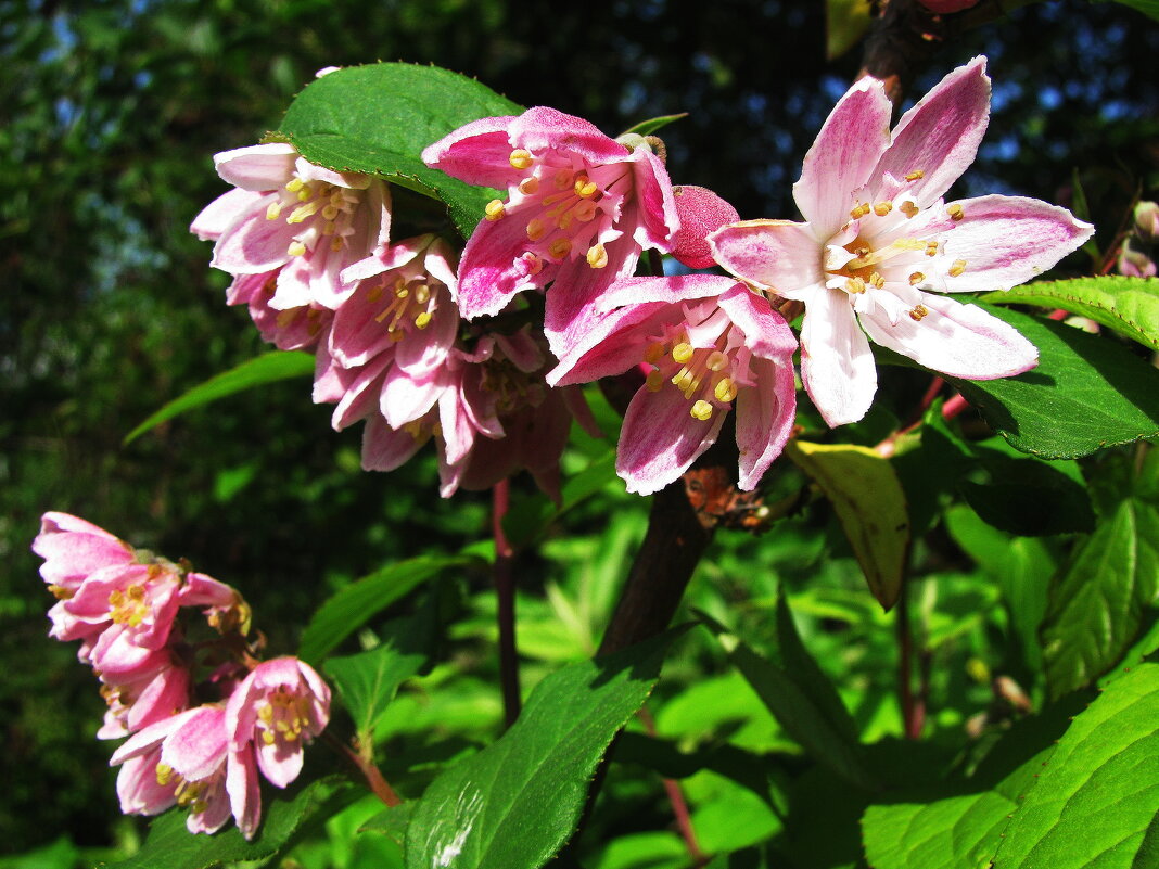 Дейция зацвела - Людмила Смородинская Дейция зацвела - Людмила Смородинская
