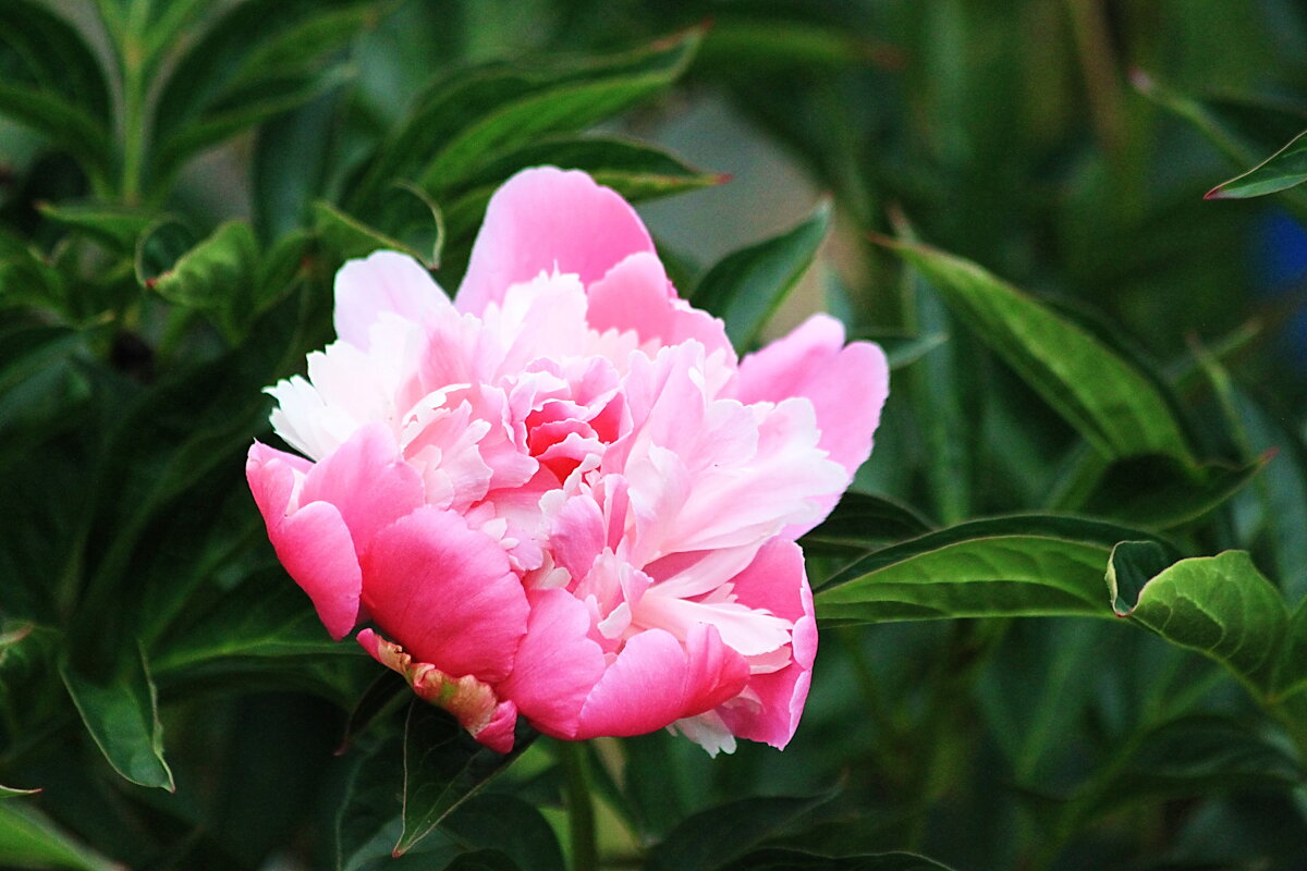 Пион - Александр Щеклеин