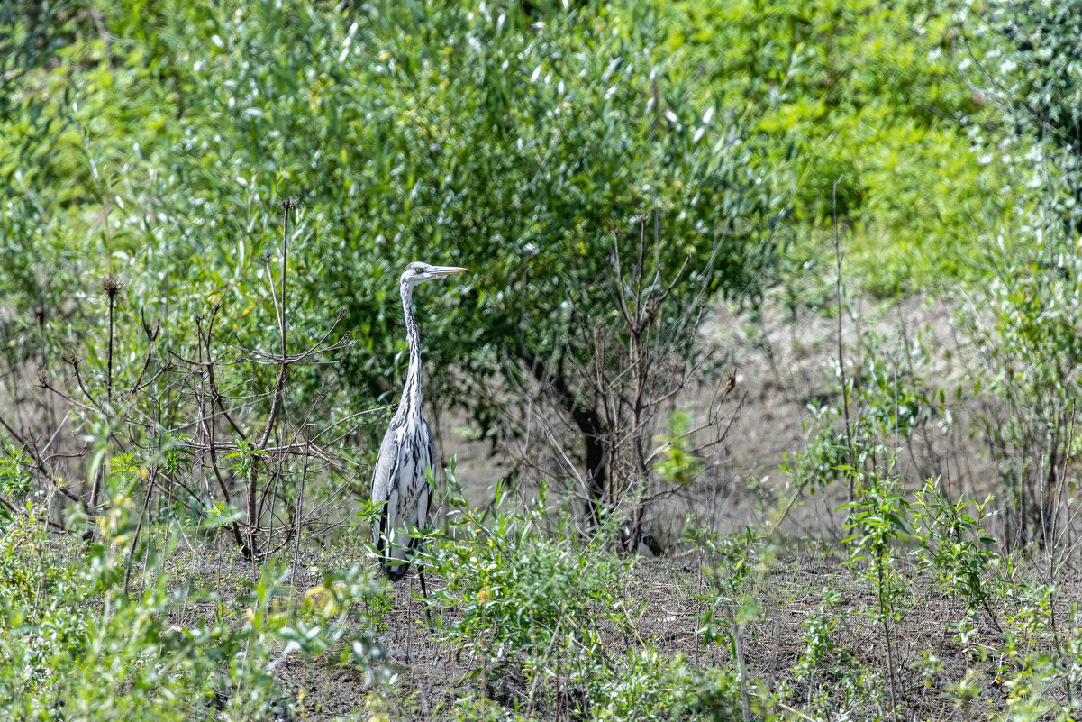 цапля серая - юрий макаров