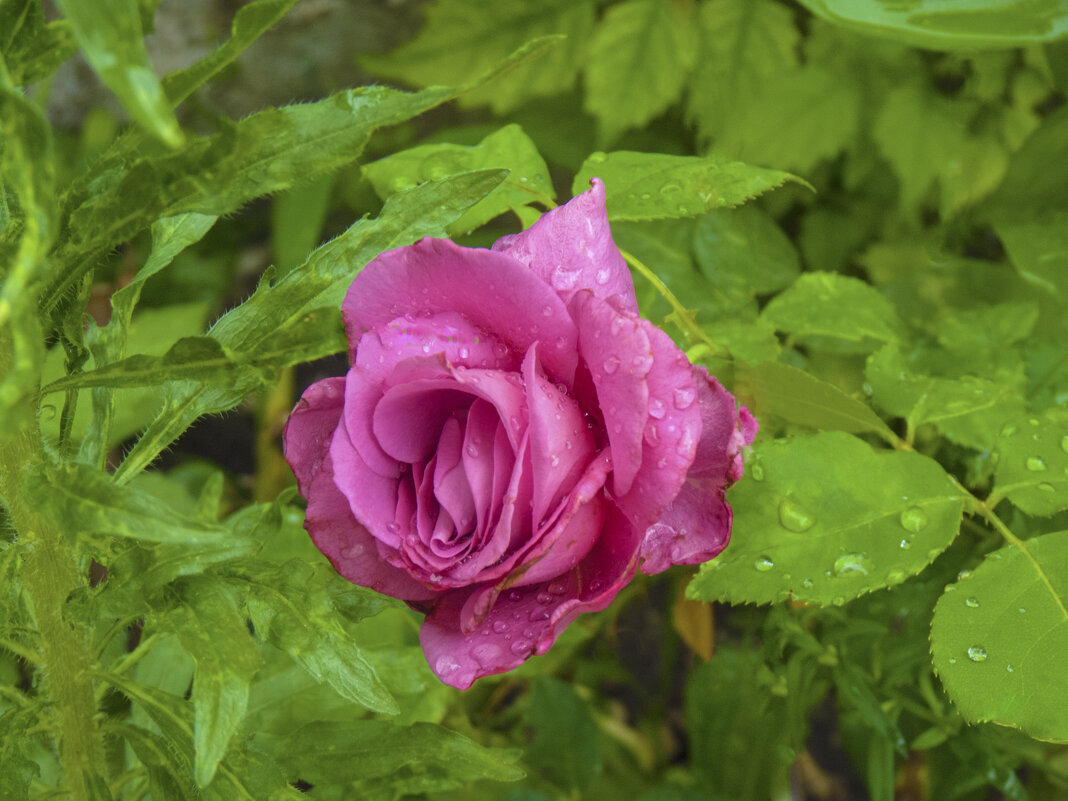 Роза  Блю  Парфюм - Валентин Семчишин