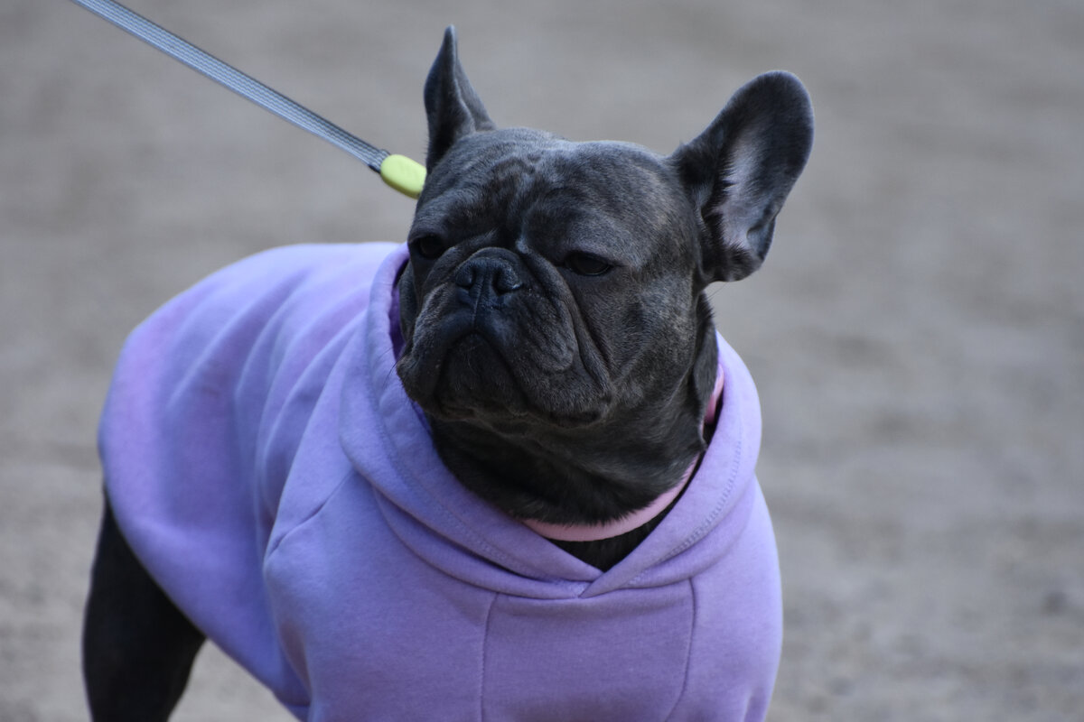 Москва. Парад французских бульдогов в усадьбе «Воронцово». - Наташа *****