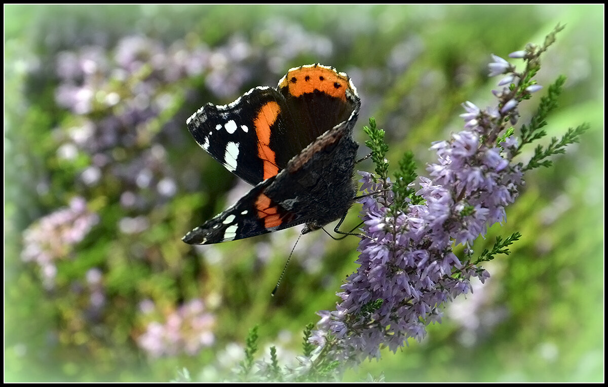 Адмирал - Aleksandr Gal