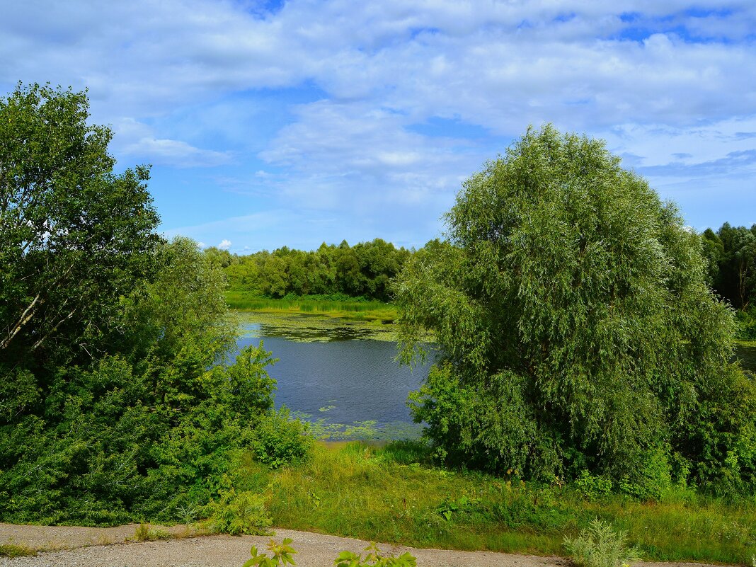 Ядрин. Ивы над заливом реки Суры. - Пётр Чернега