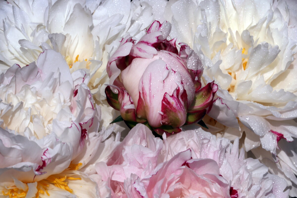 Ботсад МГУ 10 июня. Пионы - Михаил Бибичков