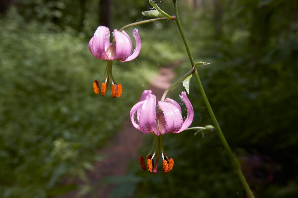 Двое из ларца, одинаковых с лица... - Владимир 