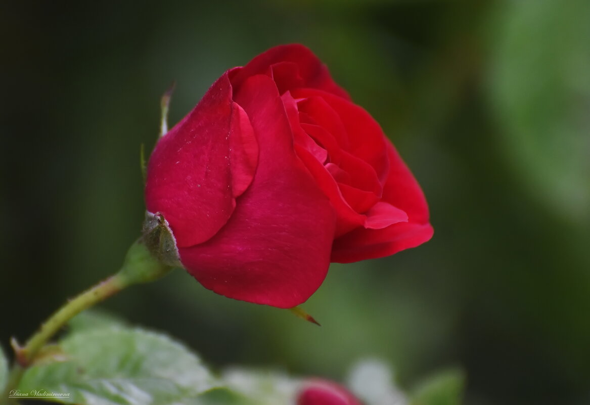 РОЗА. - DianaVladimirovna 