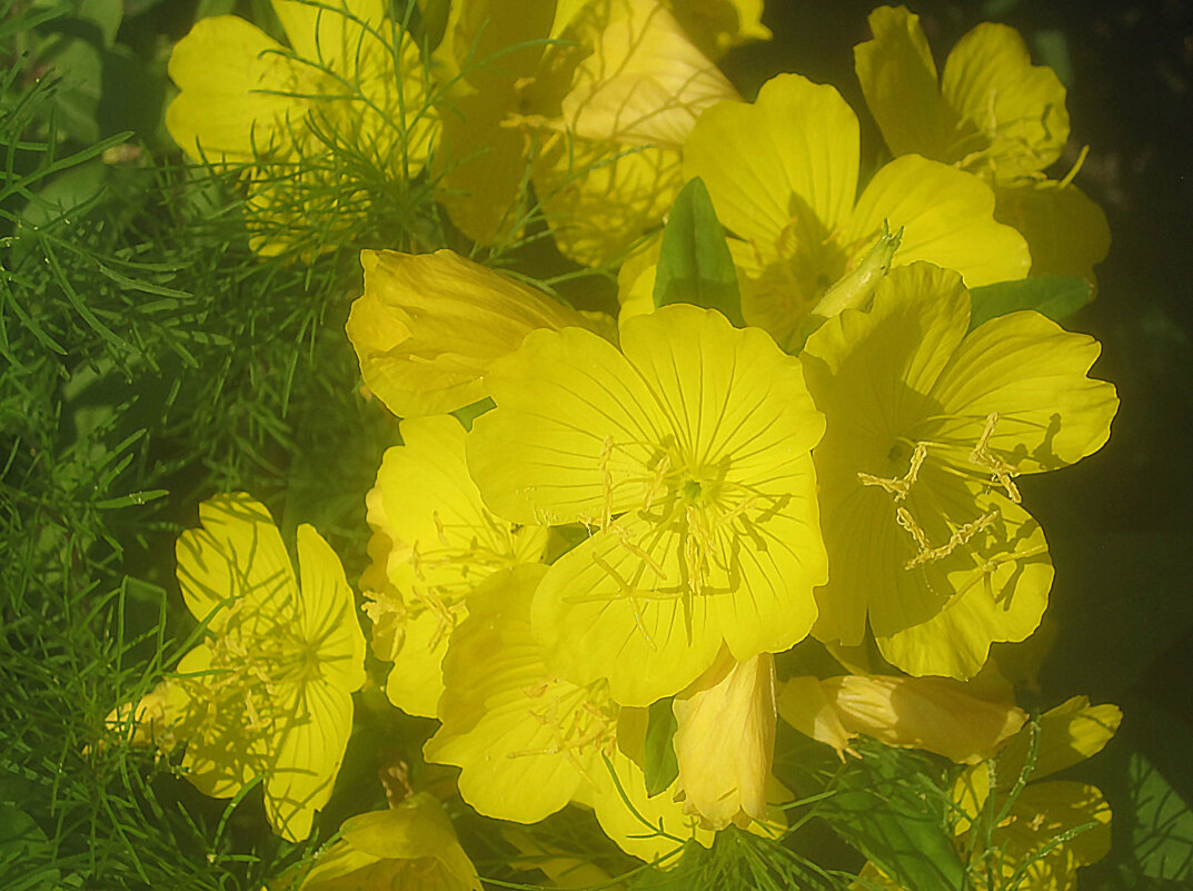 Солнечные - Елена Семигина