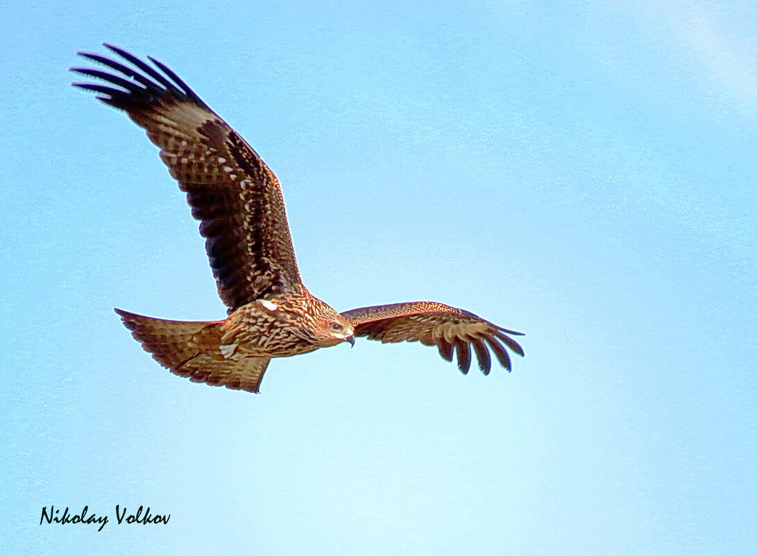 Черный коршун - Николай Волков