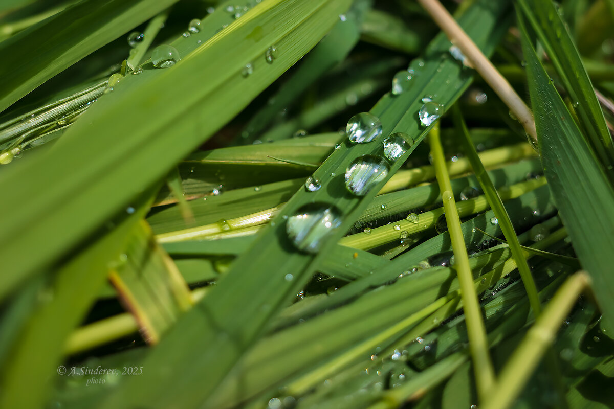 Дождь на траве - Александр Синдерёв