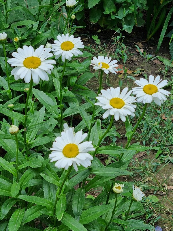 Веселая семейка - Наталья 