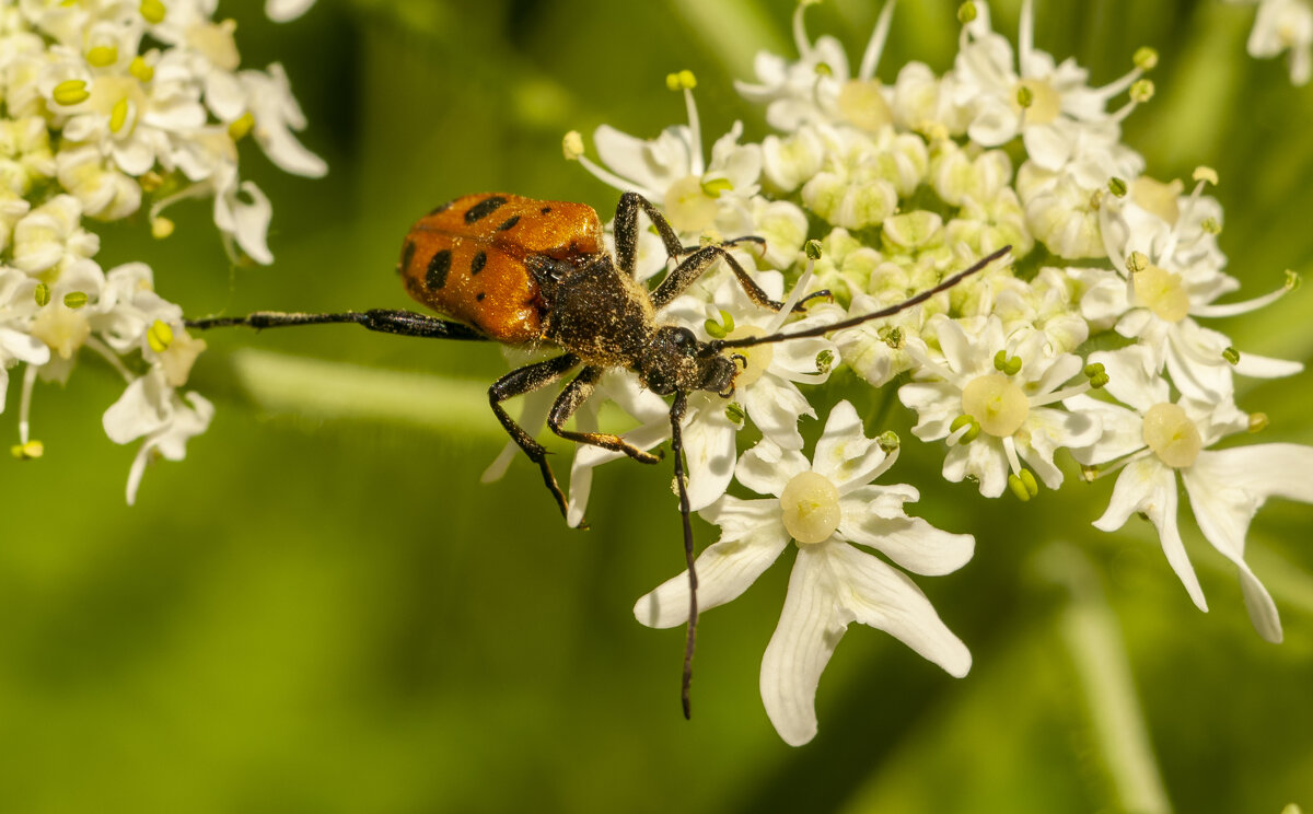 Усач Геблера. - Вадим Басов