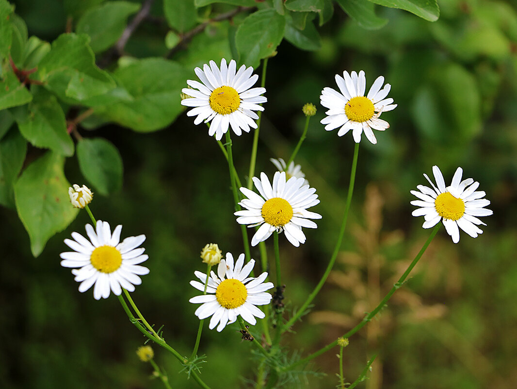 Ромашечки - Светлана 