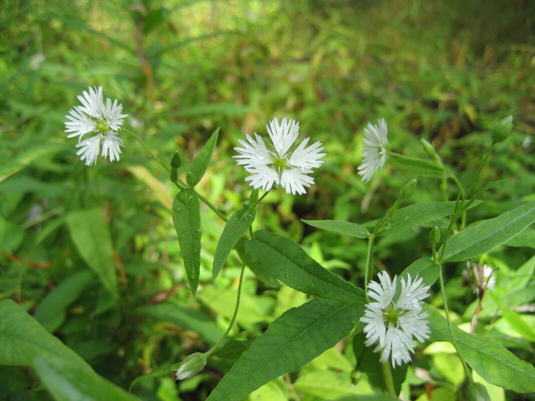 Бахромчатолепестник лучистый - Anna Ivanova