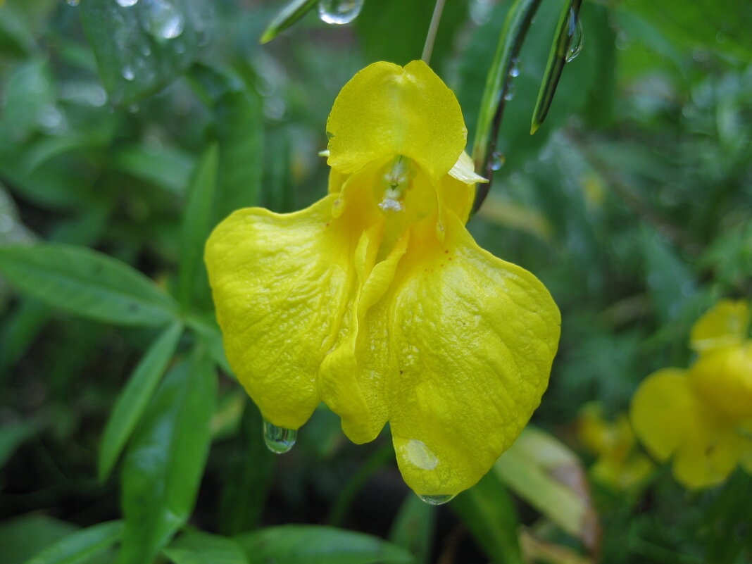 Недотрога - Anna Ivanova