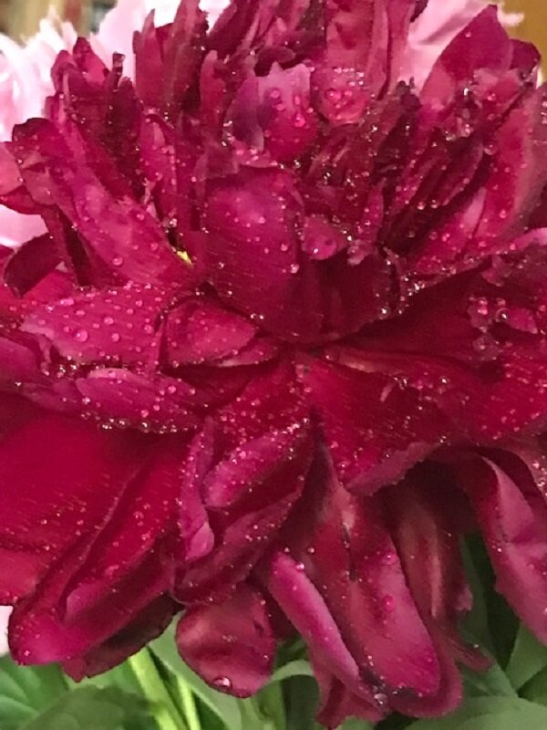 Подарок июня - Татьяна Юрасова