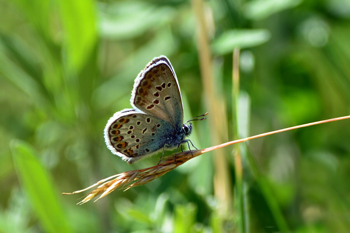 Голубянка - Геннадий Супрун