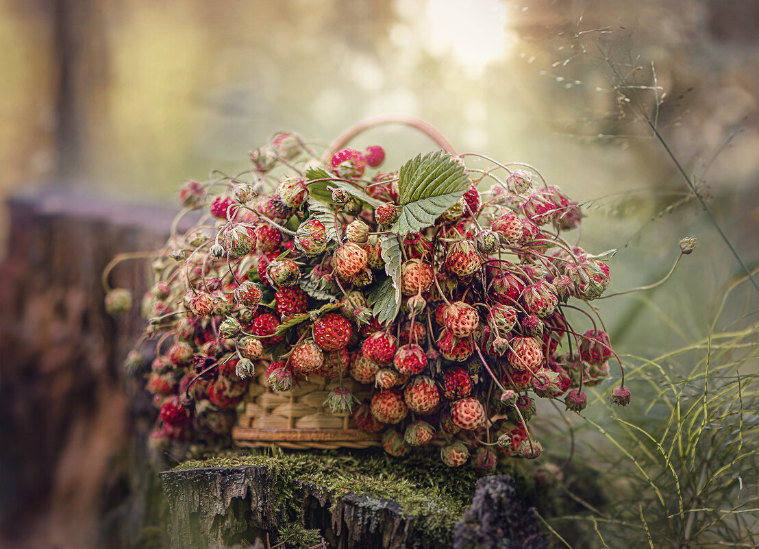 Лето - Svetlana Galvez