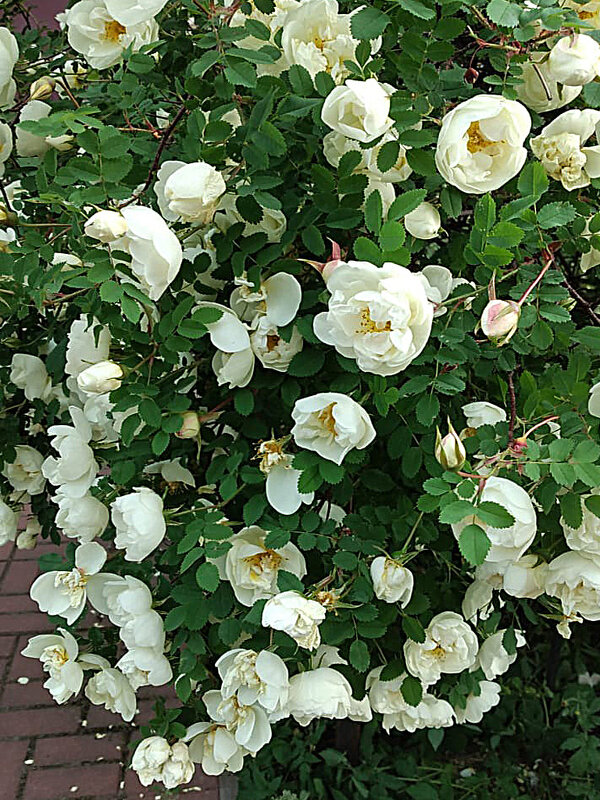 Цветёт шиповник - Алевтина 