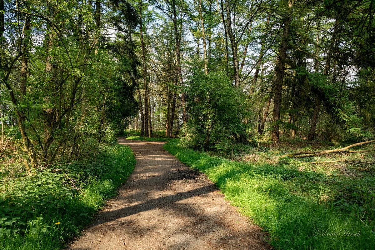 По лесопарку... - Николай Гирш