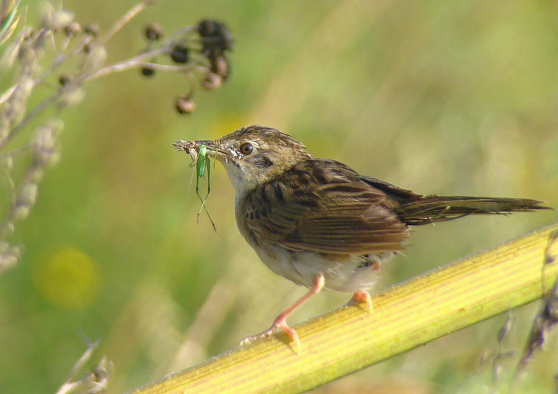 обыкновенный сверчок - gawrilа - dan
