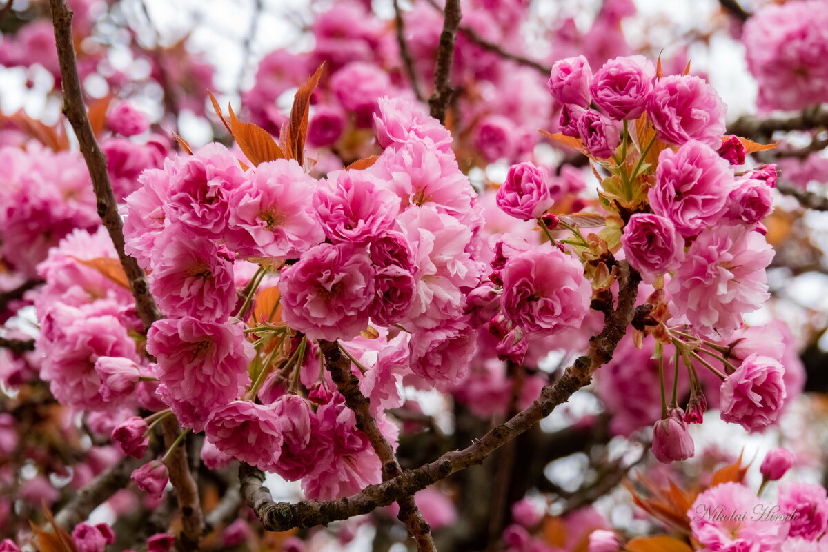 Вишня мелкопильчатая... - Николай Гирш