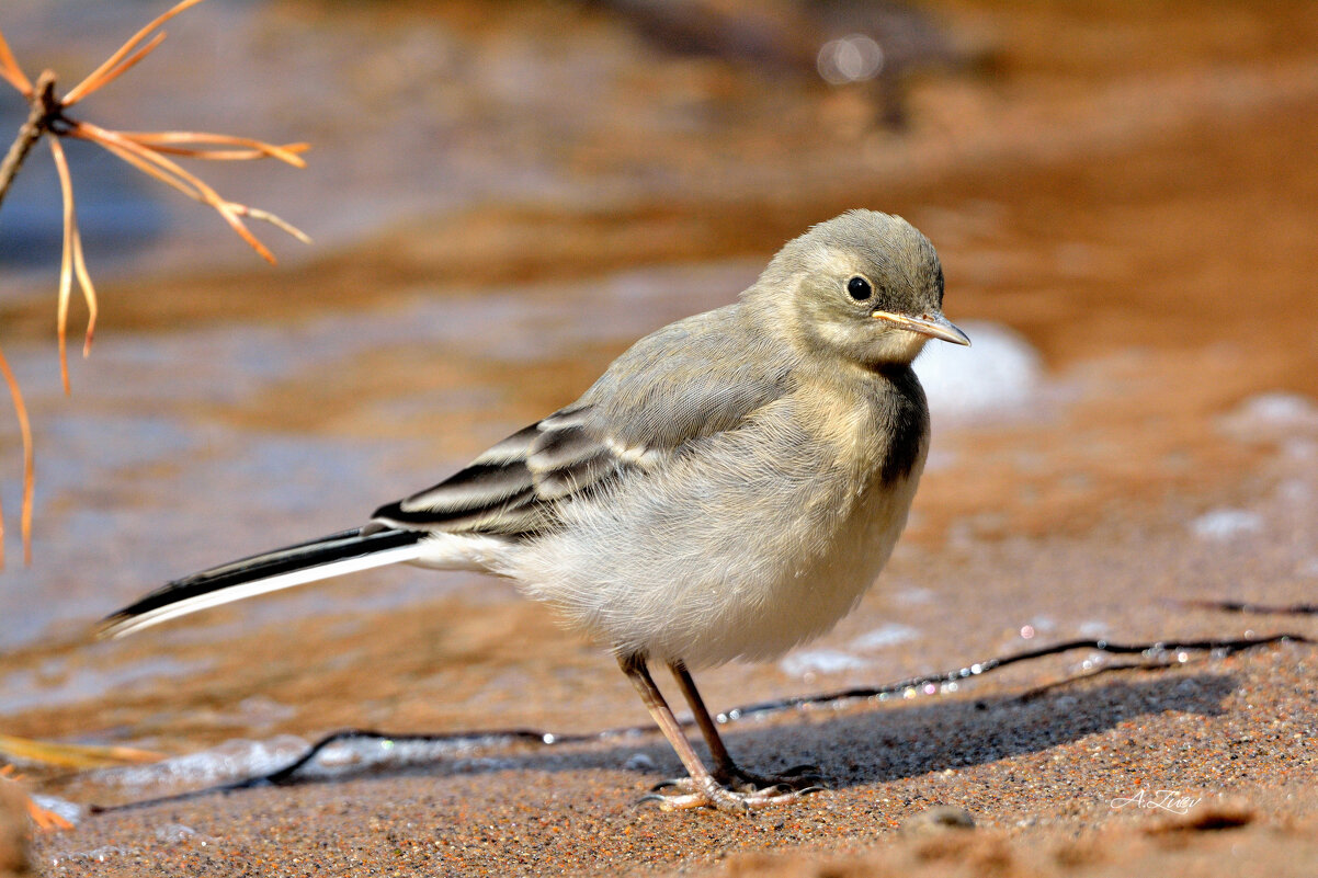 ***** - Александр Зуев